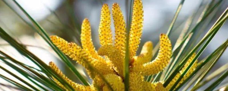 松花粉的具体功效有哪些，附带它的主要成分是什么