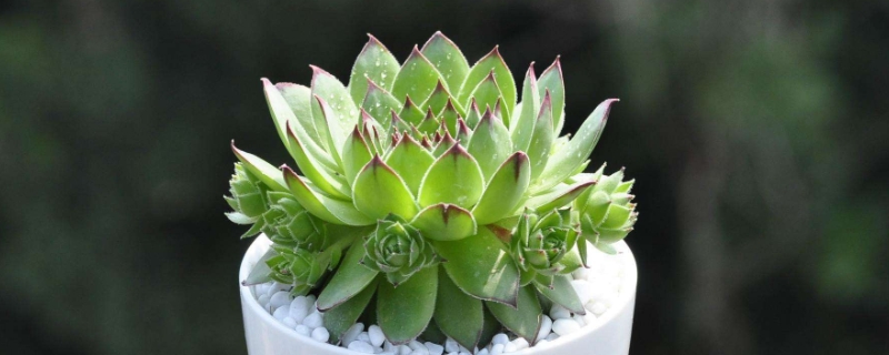 哪些植物比较适合摆放在家中种植，具体又该如何进行挑选呢