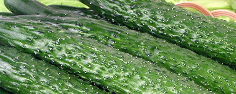 使用中生菌素时有哪些注意事项，它的具体使用方法是怎样的