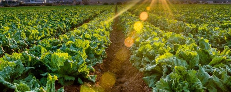 能够用来防治有机蔬菜病虫害的药剂有哪些，主要包含以下这几种动植物源药剂