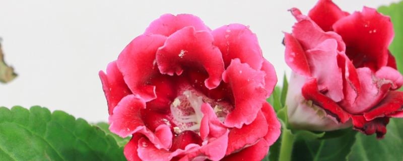 究竟该怎样正确种植大岩桐，具体的繁殖方法和养护注意事项有哪些