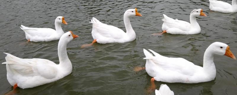 大白鹅该怎么养殖才能够养好，大白鹅的养殖技术要点有哪些呢