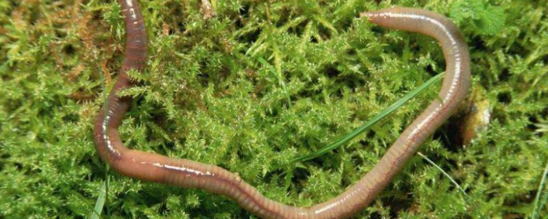 鸡粪养殖蚯蚓也可以走上致富道路，快来看看这一个真实案例