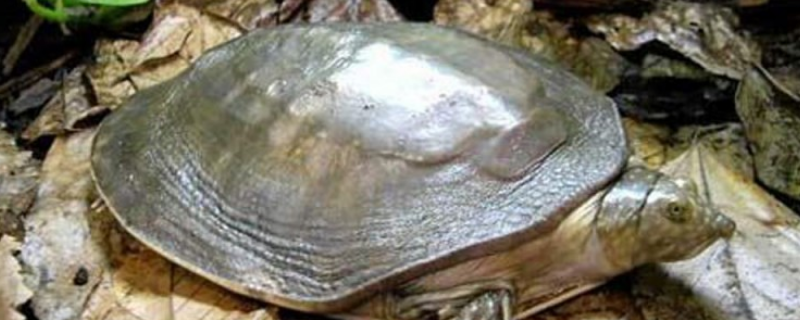 湖南省下辖十四个地级市的农村适合养哪些动物，以及人工养殖甲鱼和螃蟹的详细操作方法