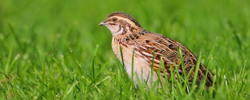 鹌鹑到底属不属于野生动物，人工养殖鹌鹑具体需要去办理哪些相关手续