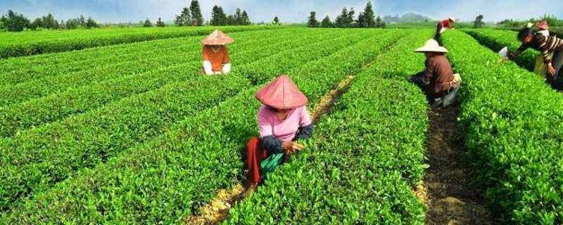 农民朋友有哪些渠道能够获取到创业资金，赶快来深入了解一下这几个方面