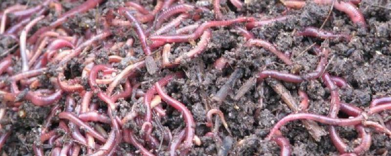 蚯蚓的血液究竟是什么颜色的，它们又有什么生活习性呢