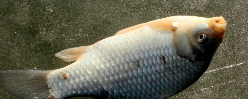 钓鲫鱼适合用几号子线，这取决于鲫鱼的大小和作钓季节以及钓场环境情况