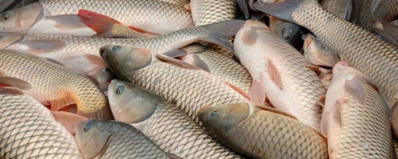 一年四季钓草鱼的饵料配方大全，附上详细配比