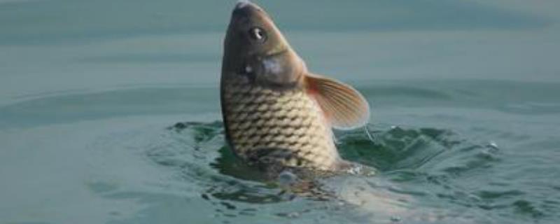 鲤鱼平时喜欢吃什么食物，附带它的具体味型偏好有哪些