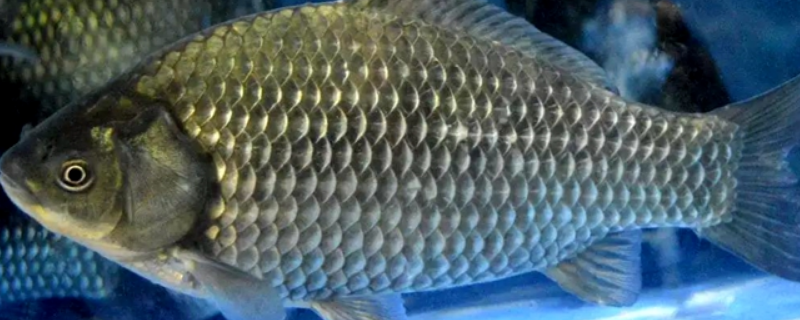 有哪些经典的钓鲫鱼技巧口诀，下文为您整理了详细的内容介绍