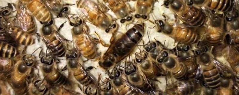 蜂王去世后蜂群真的会逃跑吗，蜂群又该如何补救
