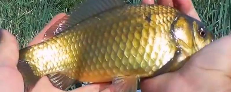 黄金鲫鱼属于什么类型的鱼，它们平时的生活习性是什么样的