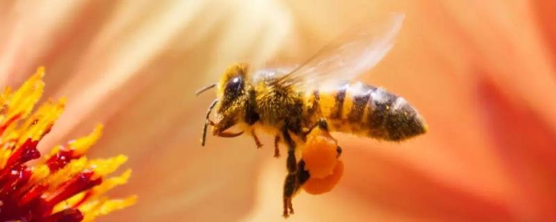 意蜂在什么时间进行换王比较合适，不要过于频繁地为蜂群更换蜂王