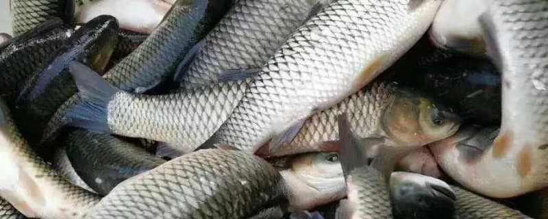 池塘养殖什么品种的淡水鱼比较合适，有效防止病虫害的具体方法有哪些