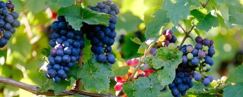 葡萄籽的详细种植方法是什么，不宜吃葡萄的人群具体有哪些呢