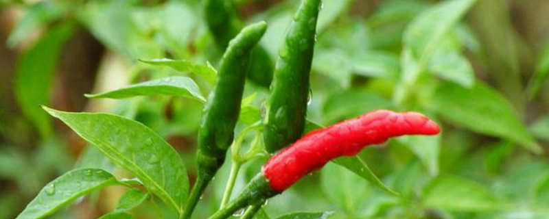 辣椒籽的种植时间是什么时候，附上详细的种植方法介绍