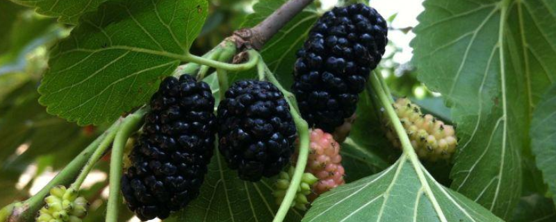 果桑结果具体需要几年时间，附上它的详细繁殖方法介绍