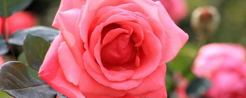 可以跟月季进行嫁接的树木种类有哪些，有哪些比较实用的嫁接方法呢