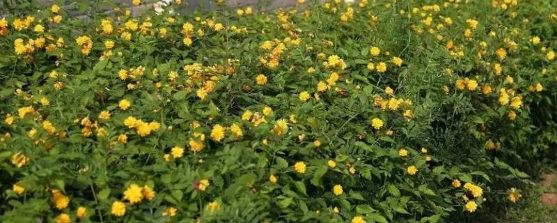 河南地区适合栽种哪些名贵树木，附带棣棠与珍珠梅等植物的详细习性特点