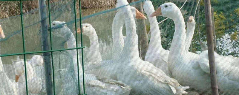 大三花鹅具体有什么外貌特点，目前的市场价格行情表现怎么样