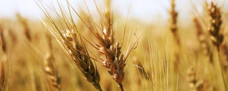 郑麦1860品种的基本详细介绍，郑麦1860品种具体有哪些优势特点