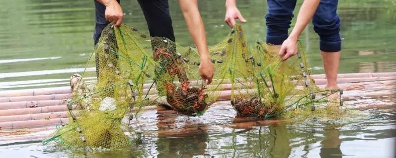 小龙虾和鲟鱼以及虹鳟适合在贵州地区进行养殖吗，具体的养殖条件到底都有哪些呢