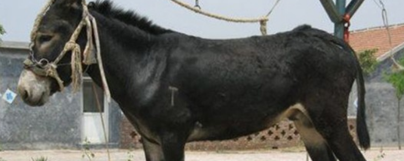 农村有哪些收益比较不错的养殖项目，在此向您推荐这三种比较热门的养殖项目