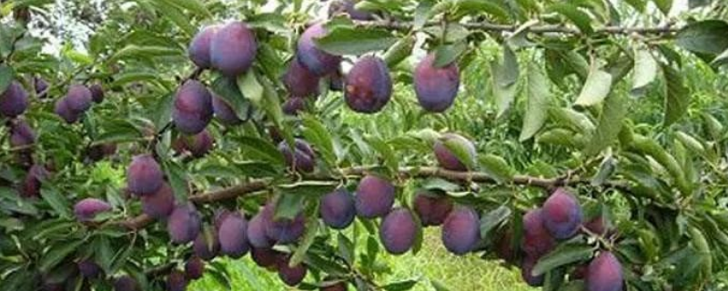 西梅树结果通常需要几年时间，西梅树的生长习性是什么以及具体的种植技术