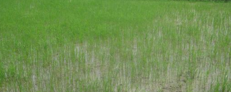 丁草胺和丙草胺具体有哪些不同点，它们分别更适合用来防除哪些杂草种类