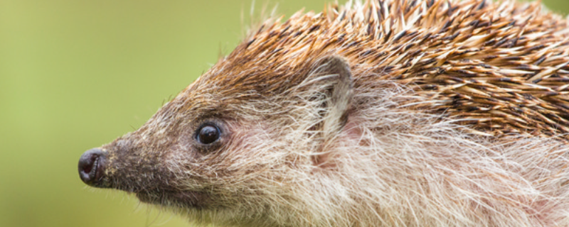 刺猬在寒冬时的过冬方法，刺猬身上有哪些独特的特征呢