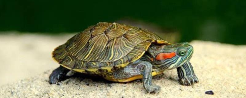 乌龟应该如何平稳度过寒冷的冬季，附带乌龟常见病害的详细防治方法