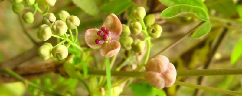 木通的常见别称都有哪些，目前市场上一斤木通的价格大概具体要多少钱