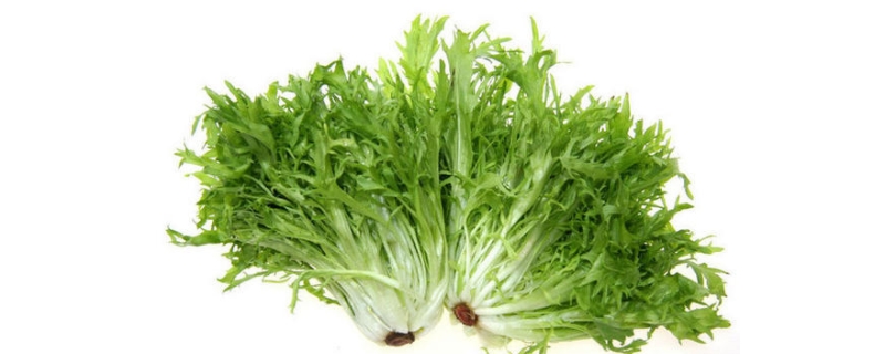 苦菊的种植方法与实用技巧，苦菊生长特点具体是如何的