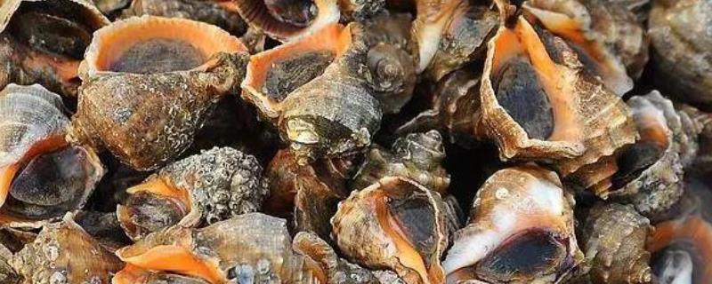 海螺一年时间到底可以长到多大，一亩地的年利润大概是多少钱，附上海螺的详细养殖方法