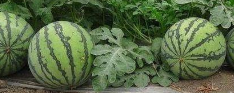 西瓜为什么会突然患上病毒病，常见的病毒类型究竟有哪些