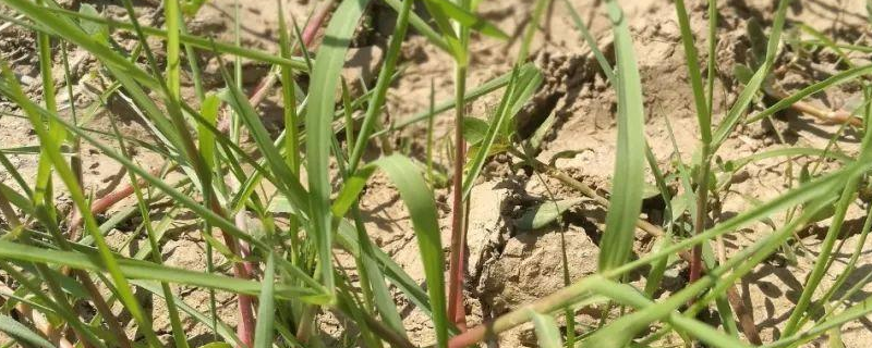 双穗雀稗究竟是什么，它主要分布在哪里呢