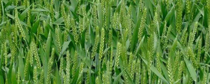 冬小麦除草的最佳时节究竟是在什么时候，在除草过程中应该要注意些什么事项