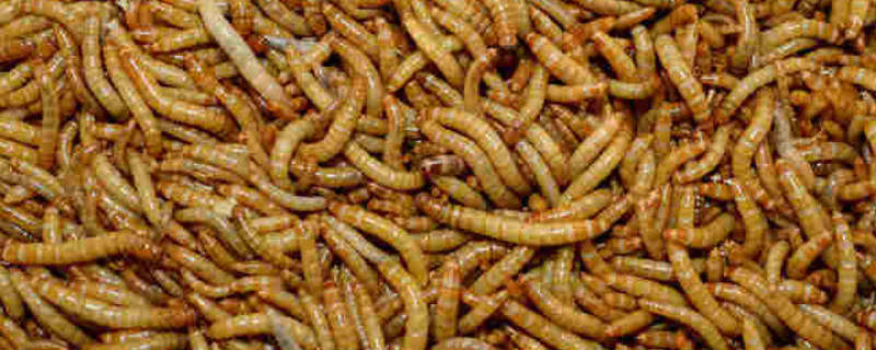 面包虫可以直接生吃吗，一共有哪几种食用方法呢