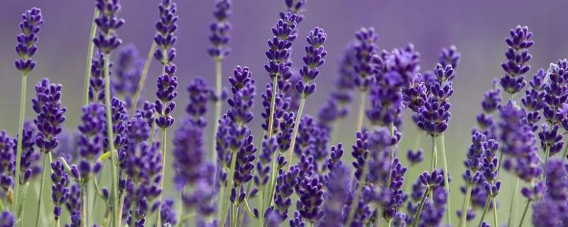 熏衣草的开花是在哪个季节，这种植物该怎么进行栽培呢