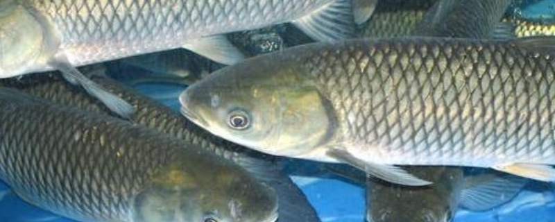 目前草鱼鱼苗的价格是多少，养殖它赚不赚钱