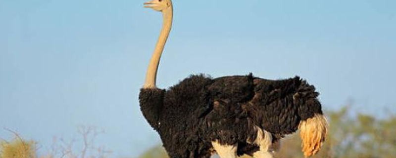 鸵鸟苗一只的具体售价是多少钱，饲养鸵鸟究竟有什么好处，养殖的利润大约有多少
