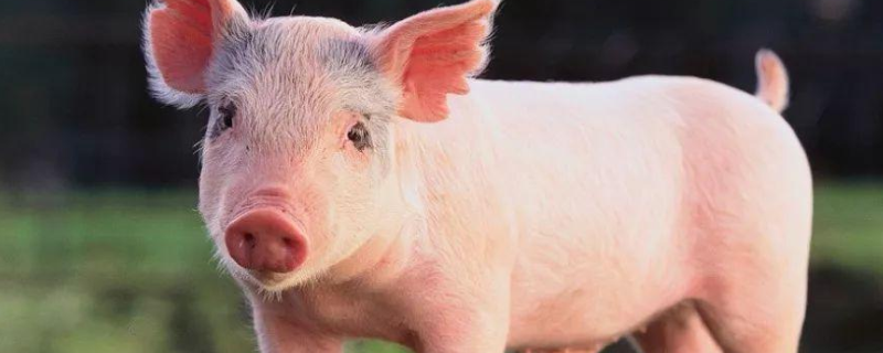 养一头肉猪需要多长时间才能出栏，长到多少斤才能够出栏