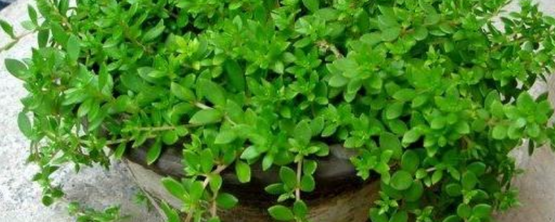 盆垂草和佛甲草之间的具体区别有哪些，主要包含了以下这四个主要方面