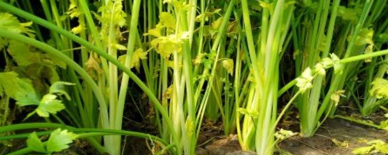 种植芹菜的最佳时间是在什么时候，这种蔬菜可以进行深加工吗，具体的加工技术方案都有哪些