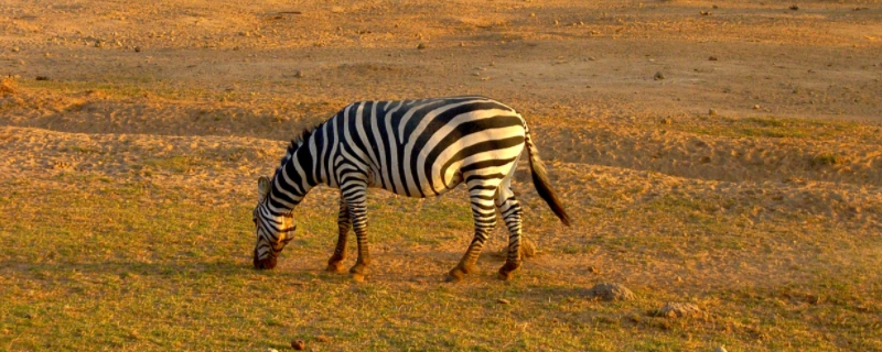 斑马最爱吃的食物有哪些，斑马的自然天敌究竟是什么，斑马是如何繁衍后代的