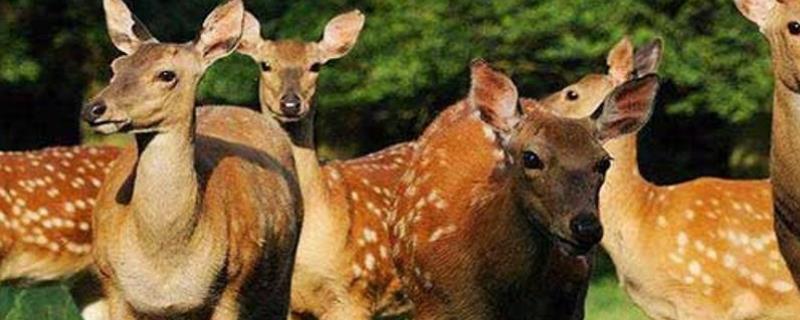 猪牛羊鸡和梅花鹿真的适合在吉林地区进行养殖吗，这些常见的动物品种具体都有什么生长特点