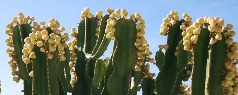 仙人掌身上长满长刺的原因是什么，它能起到防辐射作用的原因又是什么呢