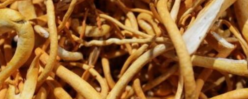 虫草菇和虫草花具体有什么不同，另外附上虫草菇的功效作用有哪些