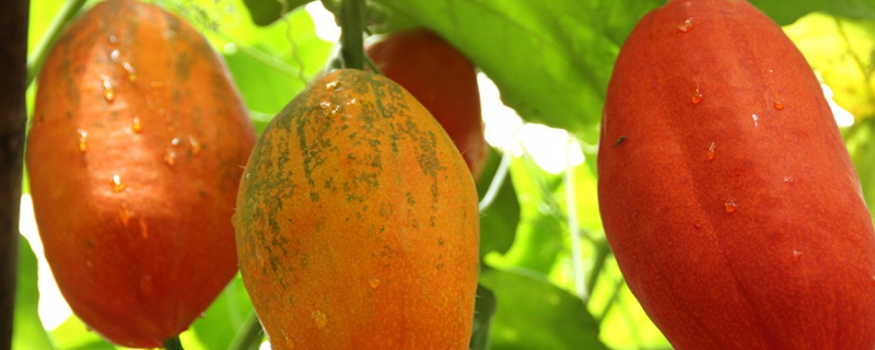 老鼠瓜究竟能不能够生吃，它到底具有什么样的营养价值